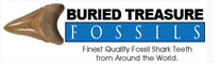 Burried Tressure Fossils